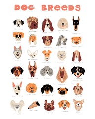 Vector cartoon dog breeds. Cute doodle illustration. Set of different dog faces, front view on white background