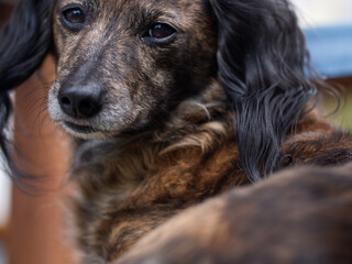 close-up head female dog, dachshund is relaxing on a meadow
