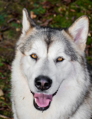 Portrait of a smiling Alaskan Malamute girl. The animal is watching straight into the camera but the ears are listening to sounds around her. Selective focus on the eyes of a pet, blurred background.