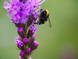 Bumblebee crawls on top of a blossom. Close-Up of a climbing bumblebee. It is collecting pollen of the bloom. the blossom of the flower is purple. The background is a green meadow and blurred.