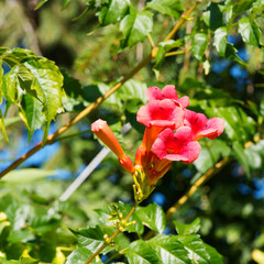 (Campsis radicans) Amerikanische Klettertrompete oder Trompetenblume. Auffallend schöne Laub der...