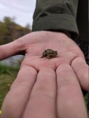 frog in hand