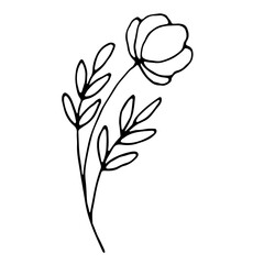 Fototapeta na wymiar Hand drawn wedding herb, plant