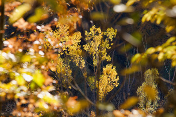 selective focus on yellow foliage through tree branches