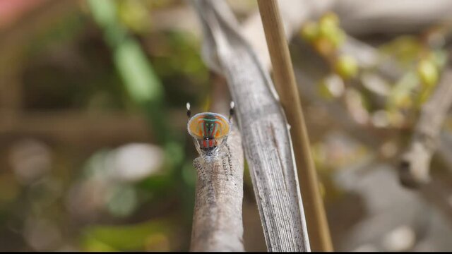 high frame frate clip of a male maratus volans on arched legs during a mating display. M. volans is an australian peacock spider