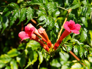 Campsis radicans | Tiefroten Blüten der amerikanische Klettertrompete und langen hellgrün...