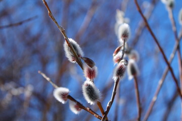 Willow in spring