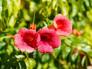 Campsis radicans | Tiefroten Blüten der amerikanische Klettertrompete