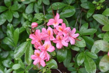 Naklejka premium Pink and Sweet Azalea (Viscosum Azalea), broadleaf evergreen shrub with extremely fragrant light pink trumpet-shaped flowers
