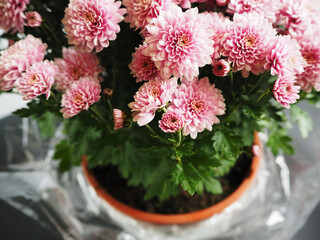 many pink chrysanthemum buds in a brown plastic pot top view . pink autumn flowers