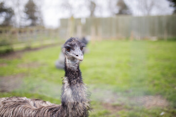 Up close view of an Emu behind a wire fence at a farmyard