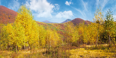 yellow autumnal landscape in mountains. beautiful nature scenery with beech forest in yellow foliage. warm sunny weather beneath a blue sky. carpathian countryside