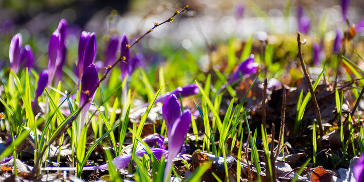 crocus flowers close up on the forest glade. beautiful nature scenery on a sunny day