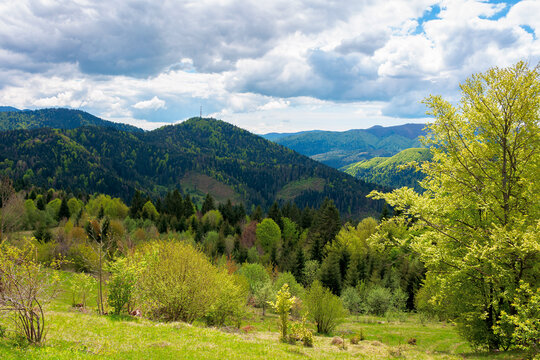 mountain countryside in springtime. trees on grassy rolling hills. valley in the distance ofthe scenery. cloudy sky