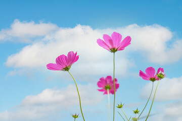 Fototapeta premium pink cosmos flowers against sky