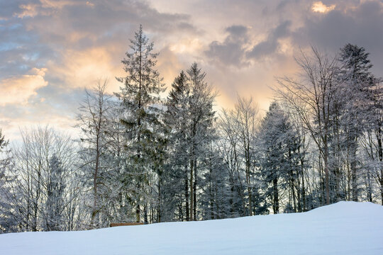 winter scenery at dawn. trees on snow covered meadow beneath a sky with clouds in colorful light