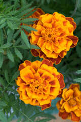 Bright Marigolds flowers (Tagetes erecta, Mexican marigold, Aztec marigold, African marigold). Top view