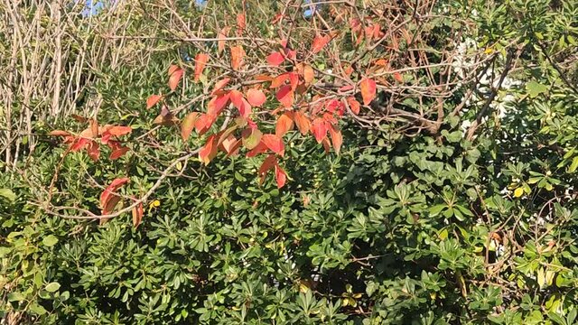 Le foglie del caco in autunno