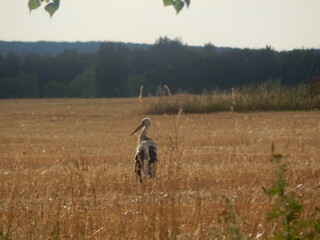 heron in the field