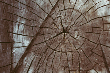 round section of wood with cracks