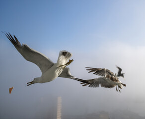 Seagulls catch pieces of meat in the air.