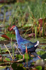 bird, pigeon, animal, nature, dove, wildlife, grass, feather, green, wild, beak, red, black, wing, feathers, birds, gray, white, purple gallinule, park, hen, grey, colorful, moorhen, fowl