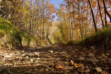 autumn foliage along a pathway among the woods