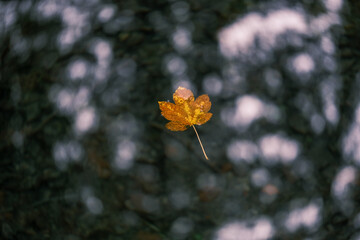 Single Golden Autumn Leaf in Water