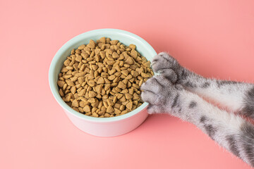 Cat dry food in a bowl and paws on a pink background. The concept of a diet for pets, the choice of...