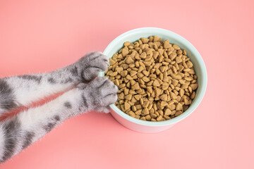 Cat dry food in a bowl and paws on a pink background. The concept of a diet for pets, the choice of...