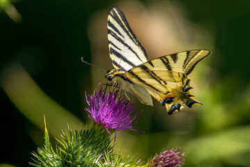a butterfly (flambé) gathers a purple flower