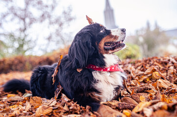 Lachender Hund mit Blätter im Herbst