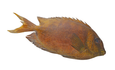 Spotted rabbitfish or spinefoot isolated on white background	