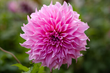 Flower of pink dahlia outdoor, close up, selective focus