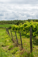 Fototapeta na wymiar Fenced path overlooking a vineyard, on a sunny, summer day, in Cantabria, Spain, vertical
