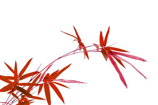 Bambou rouge sur fond blanc 