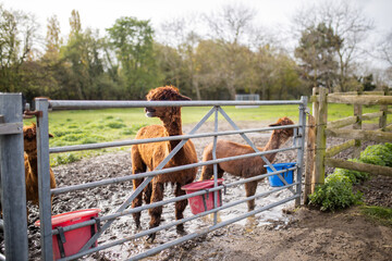 Brown alpacas standing on the muddy ground behind a metal fence
