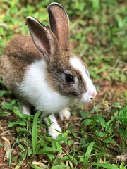 rabbit on the grass