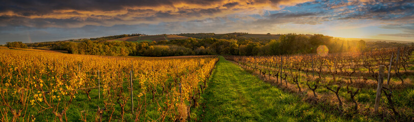 Fototapeta na wymiar Vineyard Sunrise in Bordeaux Vineyard,France, High quality photo