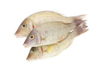 Fresh pink ear emperor fish isolated on white background