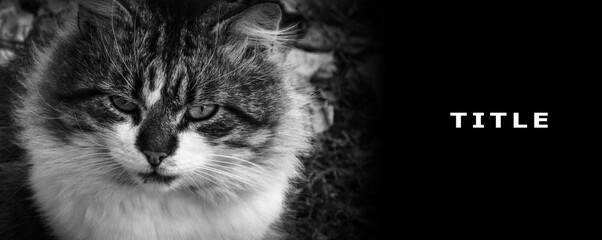 The face of an evil cat.                 