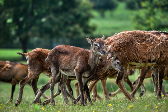 deer in the woods