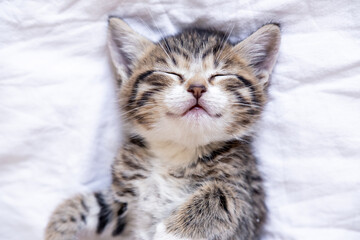 Small smiling striped kitten lying on back sleeping on white blanket. Concept of cute adorable pets cats.