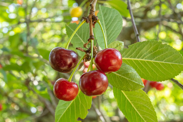 Cherry tree on a bright Sunny day