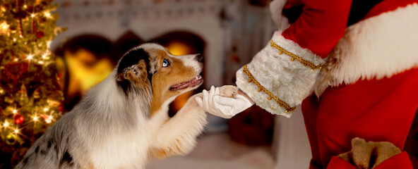 Dog gives Santa Claus the paw - 391487610