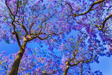 Jacaranda kir above sky