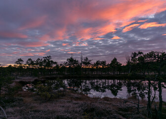 colorful sunrise over bog, dark bog tree silhouettes, gorgeous sky reflections in dark bog lake, cold autumn morning, first frost on bog grass and moss