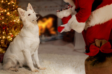 Dog sits expectantly before Santa Claus - 391488054