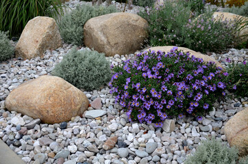 ornamental flower bed with perennial pine and gray granite boulders, mulched bark and pebbles in an...