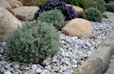 ornamental flower bed with perennial pine and gray granite boulders, mulched bark and pebbles in an...